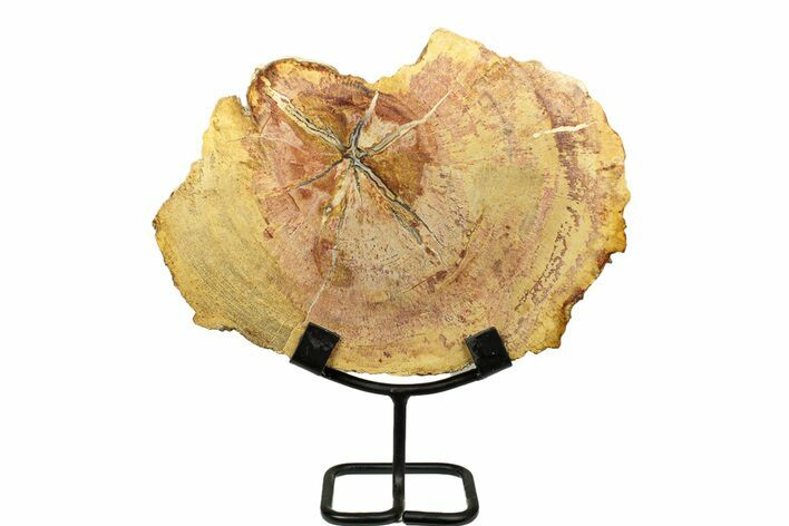 Petrified Wood (Tropical Hardwood) Slab with Stand - Indonesia #271160
